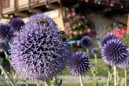 Restaurant Les Alisiers Montclar