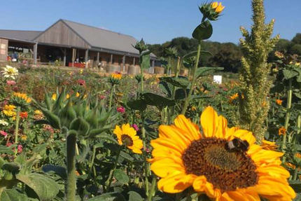 Peanut's Coffee - Bar- Restaurant- salon de thé