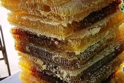 Esprit Passion Du Goût