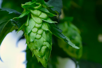 Les Brassages du Meix