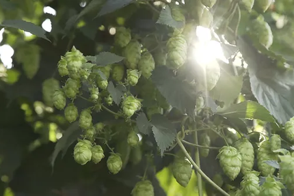 Les Brassages du Meix