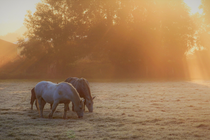 Moulin et Château de Villeray