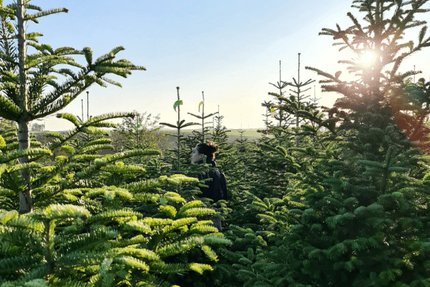 Wilder by La Wilderie