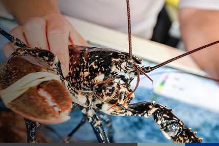La Cabane Océane : La Production