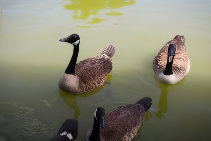 Restaurant Les Chanteraines