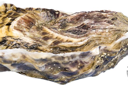 Huitres Chaumard, vente au détail (ouvert) bar à Huitres (fermé)