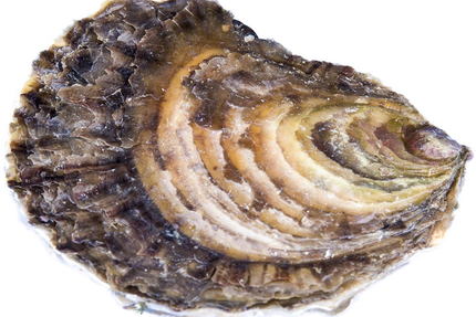 Huitres Chaumard, vente au détail (ouvert) bar à Huitres (fermé)