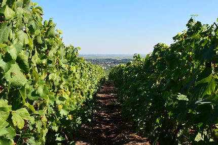 Restaurant Terre de craie