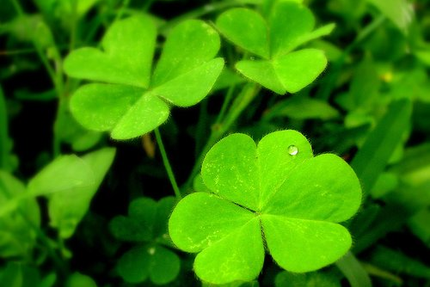 Le Trèfle Irlandais