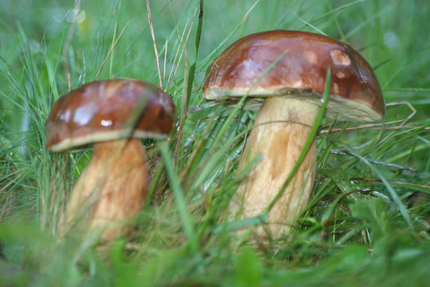 Restaurant Les Mégalithes