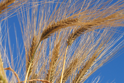 Restaurant Les Mégalithes