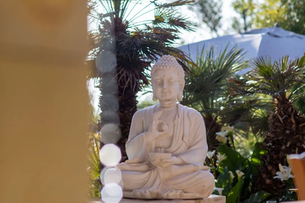 Un Canard Sous L Olivier