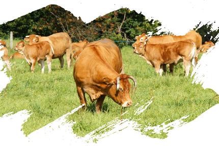 Au Chaudron de Céline