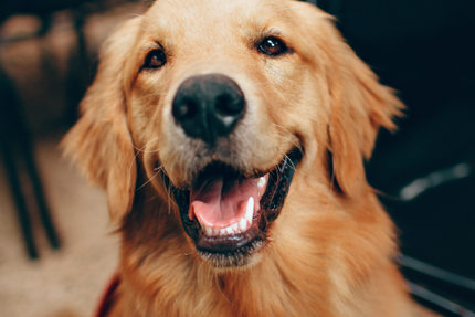 L'INCONTOURNABLE VENDÉEN