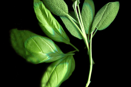 Pizza Mona Lisa CHALLENGER SARL