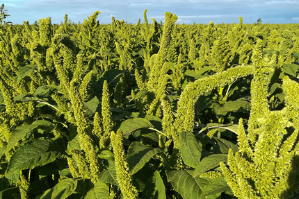 La Cantine bio Albertville