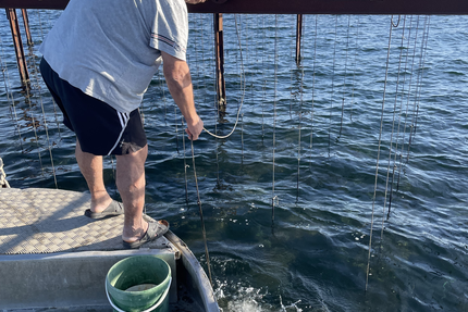 Maison Lardat Coquillages