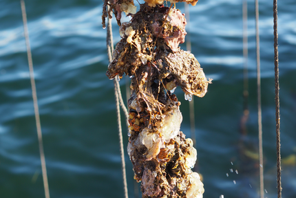 Maison Lardat Coquillages