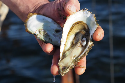 Maison Lardat Coquillages