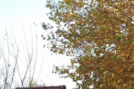 Café Restaurant Le Tison