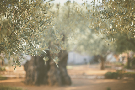 La Table du Petit Olivier