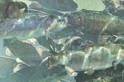 Restaurant La Cascade à La Frasnée Jura