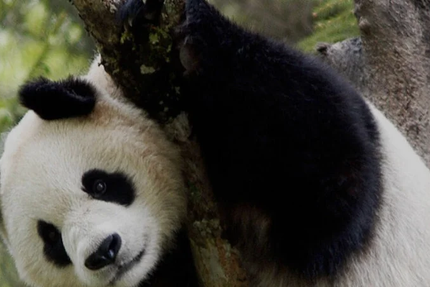 Panda Chop's Francheville