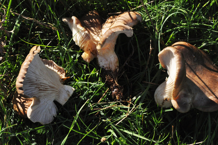 Le Belvédère-Christine & Guillaume Viala