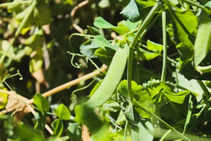 Restaurant La Grange