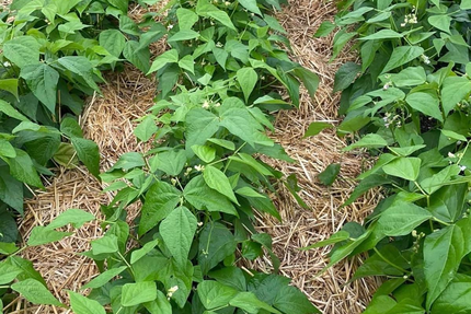 Restaurant Indien Yaal Mahal