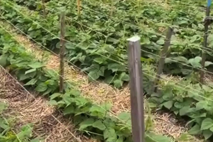 Restaurant Indien Yaal Mahal