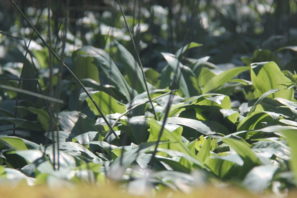 Restaurant En Pleine Nature