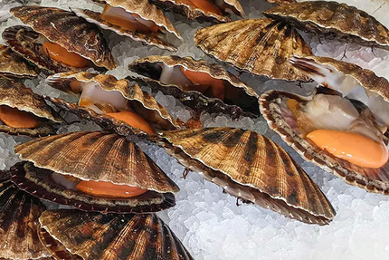 Restaurant Coquille - Erquy