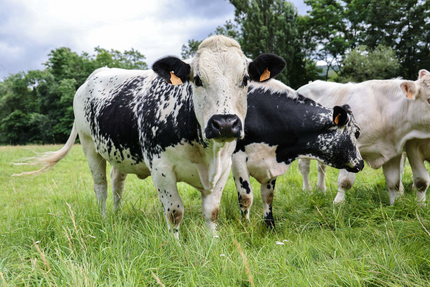 Restaurant de la Maison Du Fromage