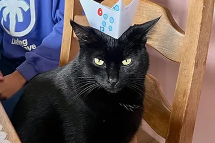 Le Chat Perché | Restaurant - Salon de thé - Brunch samedi et dimanche