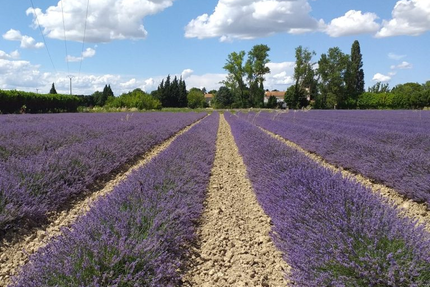 Lou Mas de l'Olivier