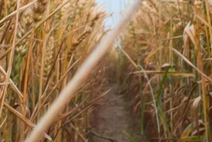 Ciccio Pizzeria Fayence