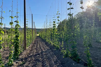 Brasserie Artisanale La Vieille Mule