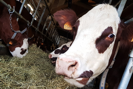 La Ferme de la Charbonnière