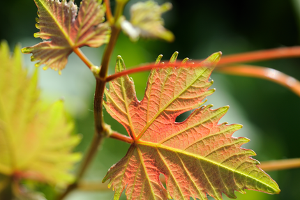 Abbaye Sylva Plana CAVEAU ET RESTAURANT