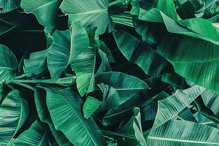 didine food gamelle creole