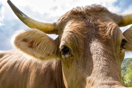 Bar Restaurant L'Auberge du Tilleul