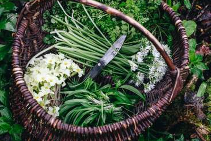 Restaurant Allium, Quimper