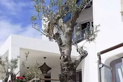 L'Amirauté - Bar - Restaurant Saintes-Maries-de-la-Mer