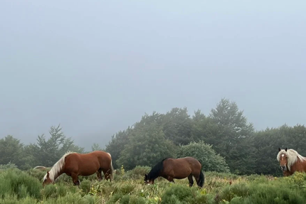 L’Epicerie de Dienne
