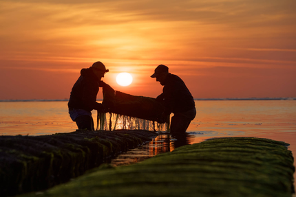 Huîtrerie Poget & De Witte