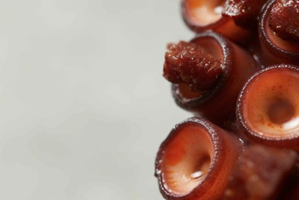 La table de Jérôme PAQUIN - Le Gaulois restaurant gastronomique entre Bâle et Mulhouse