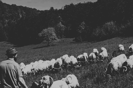 Au Rythme du Troupeau