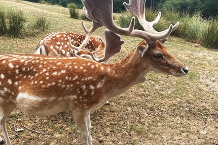 Auberge de la Normandie