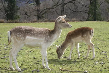 Auberge de la Normandie